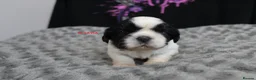 Shih Tzu dogs for sale: LOVELY CUTE SHIH TZU PUPPIES - Advert 13