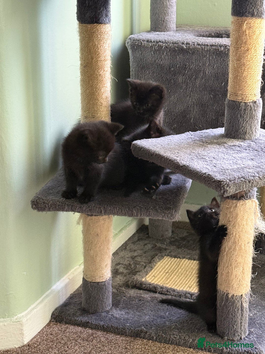 British Shorthair cats for sale: Black Kittens - Image 6