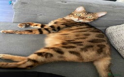 Bengal cats for sale: Beautiful male Bengal  - Image 3