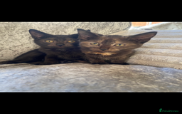 Mixed Breed cats for sale: Ragdoll cross kittens  - Advert 2