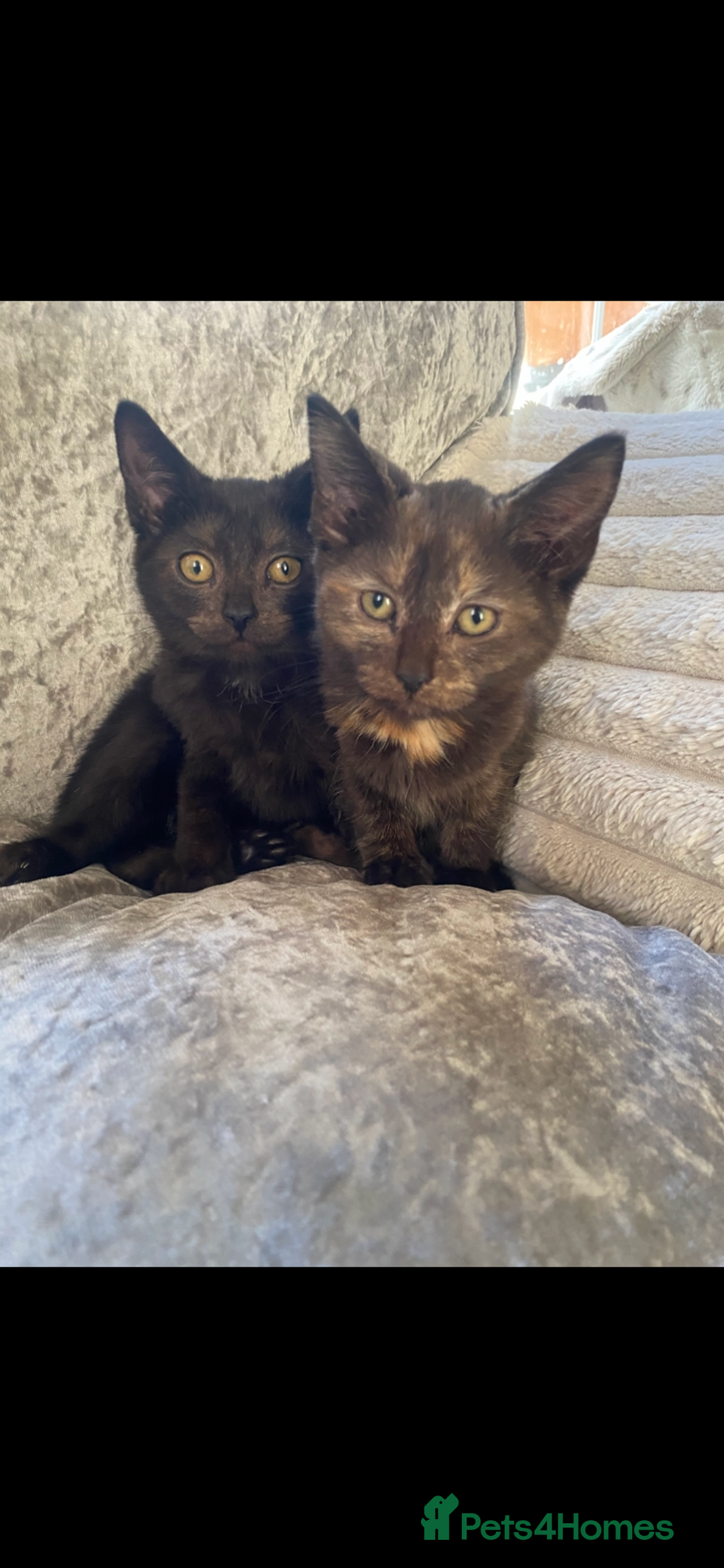 Mixed Breed cats for sale: Ragdoll cross kittens  - Advert 2