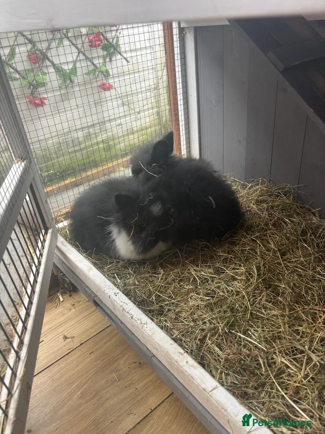 Lionhead rabbits for sale: 2 lion head baby looking for new home  - Advert 2