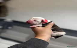 Mixed Breed dogs for sale: American bulldog cross Staffy pups - Image 3