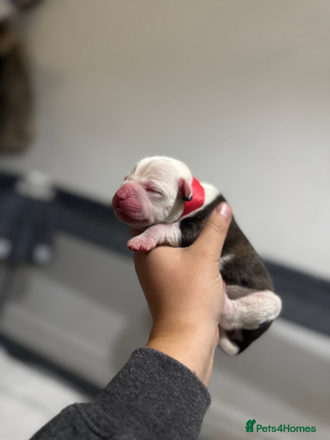 Mixed Breed dogs for sale: American bulldog cross Staffy pups - Image 3