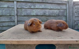 Guinea Pig rodents for sale: Showable Male PEGoldens in Whitchurch - Image 2