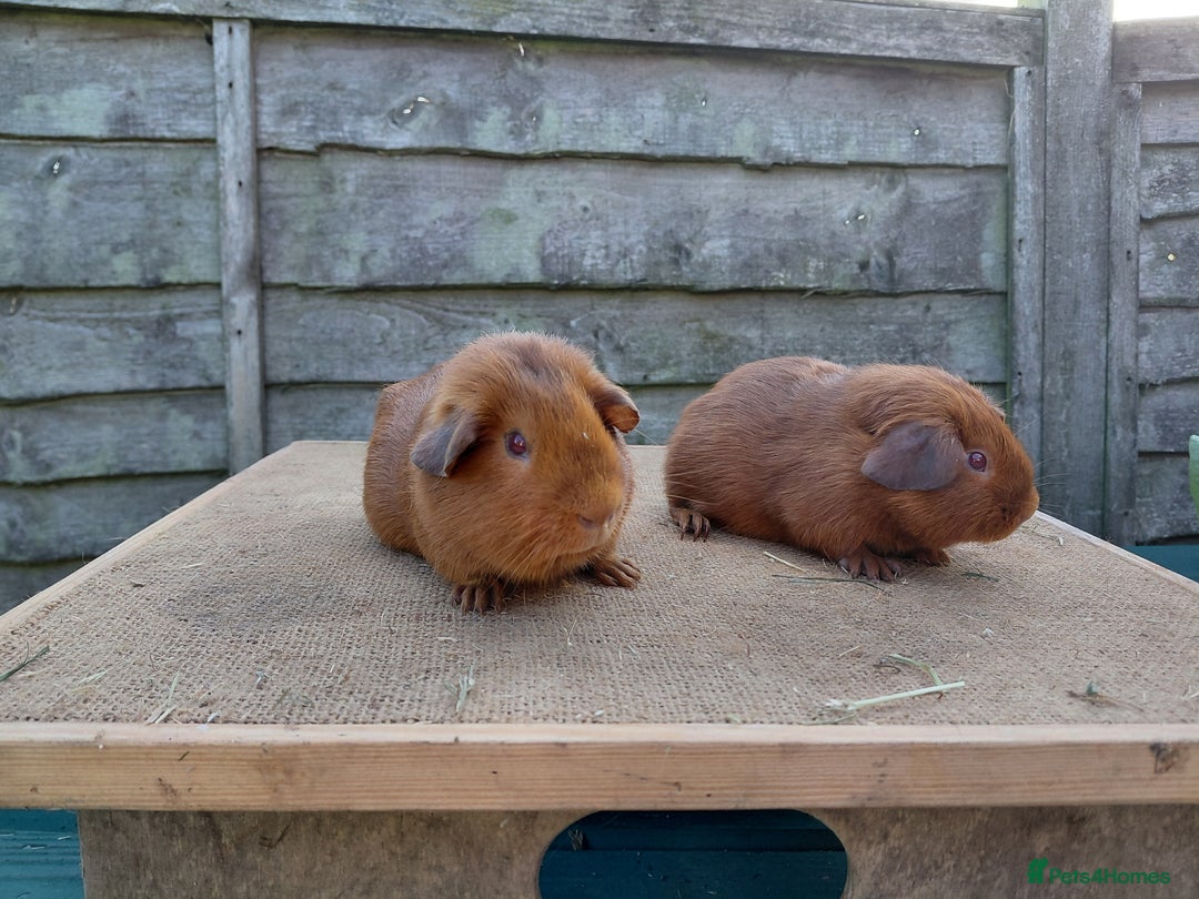 Guinea Pig rodents for sale: Showable Male PEGoldens in Whitchurch - Image 2