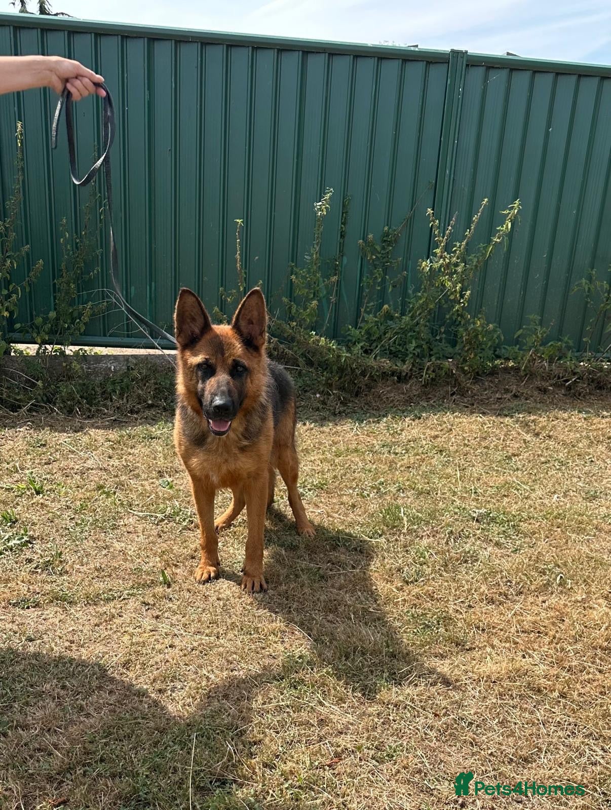 German Shepherd dogs 1 sable female & 2 male German shepherds - Advert 5
