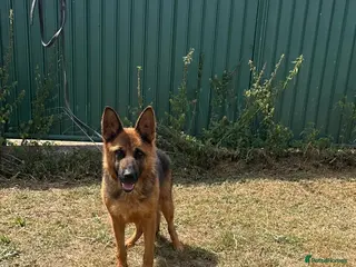 German Shepherd dogs 1 sable female & 2 male German shepherds - Advert 5