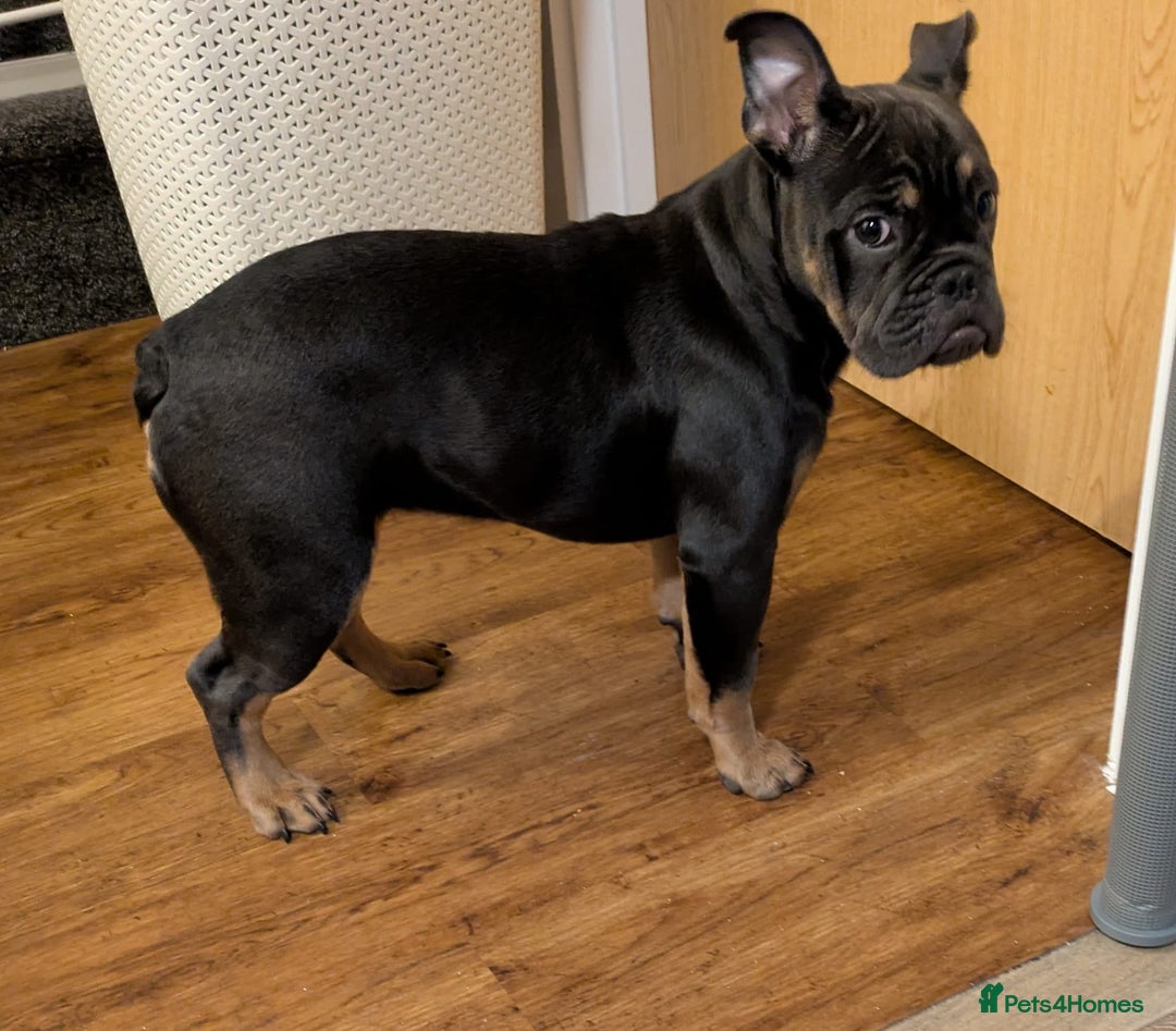 Mixed Breed dogs for sale: Baby blue  - Image 2