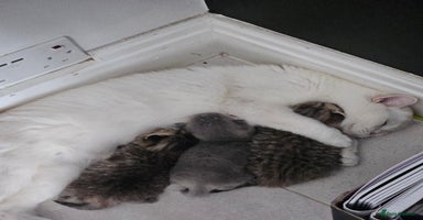 British Shorthair cats - Advert 6