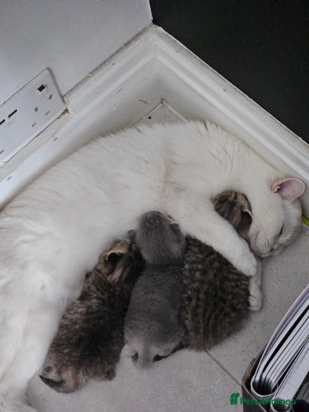 British Shorthair cats for sale: GCCF Active British Shorthair Kittens  - Image 2