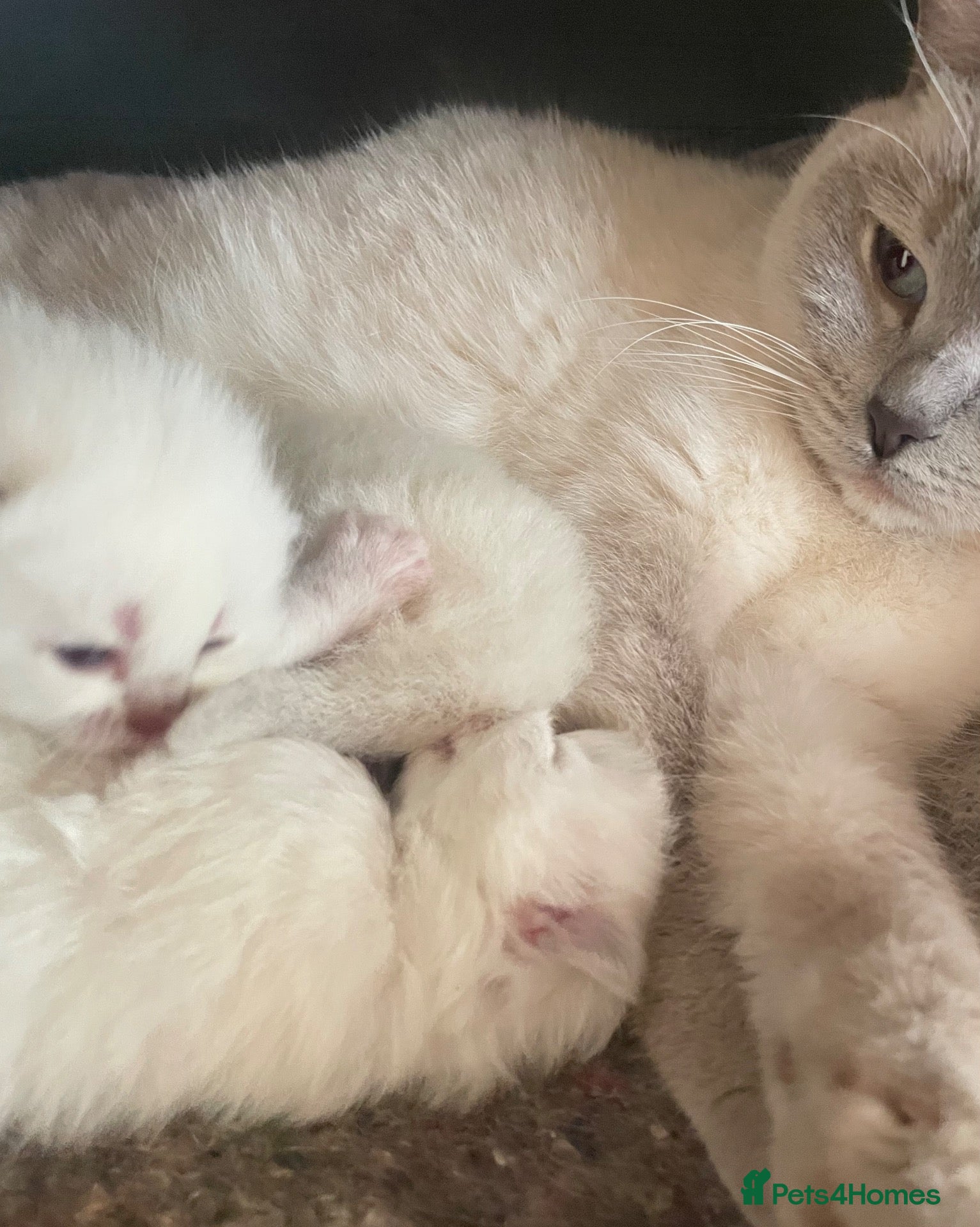 British Shorthair cats Beautiful lilac colour point British shorthair  - Advert 1