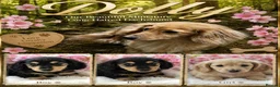 Dachshund dogs for sale: Dashound puppy’s - Advert 1