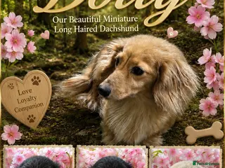 Dachshund dogs Dashound puppy’s - Advert 6