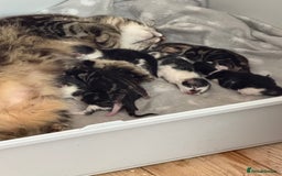 British Longhair cats for sale: Beautiful kittens  - Image 9