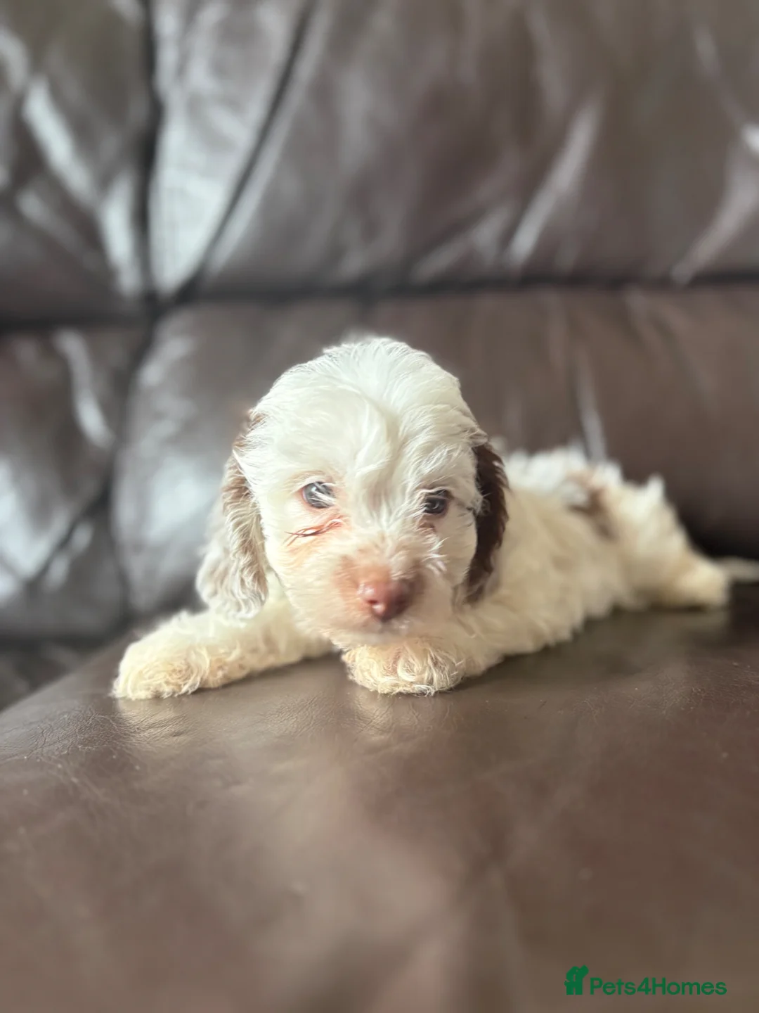 Doxiepoo dogs for sale: Beautiful Doxiepoo Puppies For Sale - Advert 1