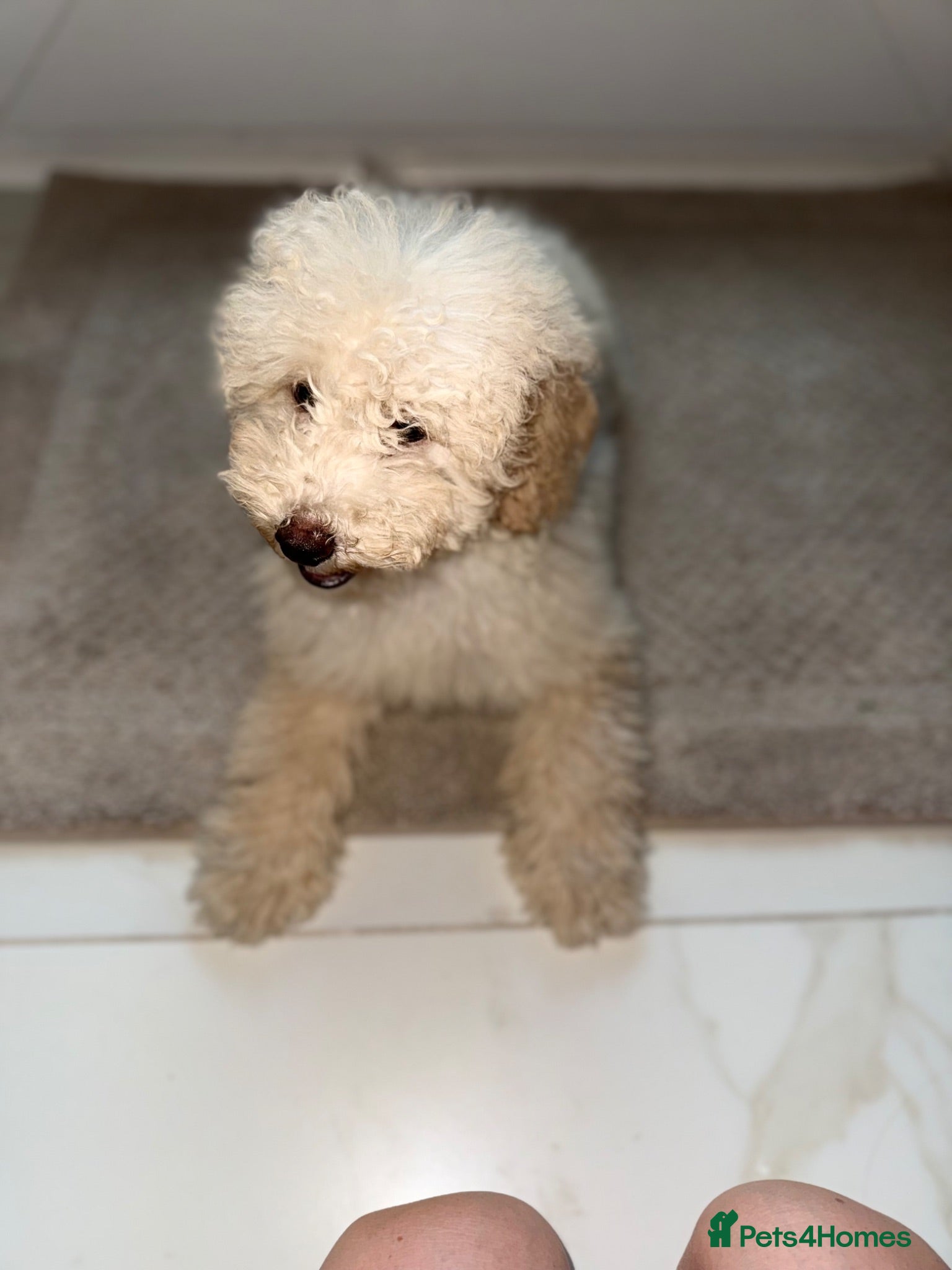 Cavapoo dogs Cavapoo F1 puppies  - Advert 1