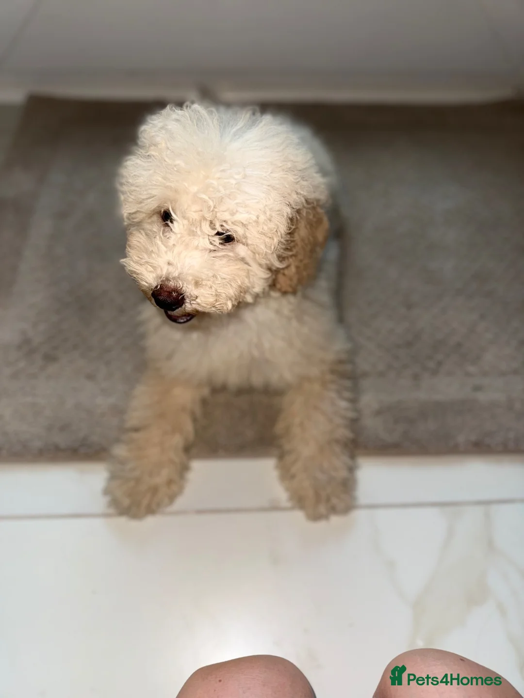 Cavapoo dogs for sale: Cavapoo F1 puppies  - Advert 1