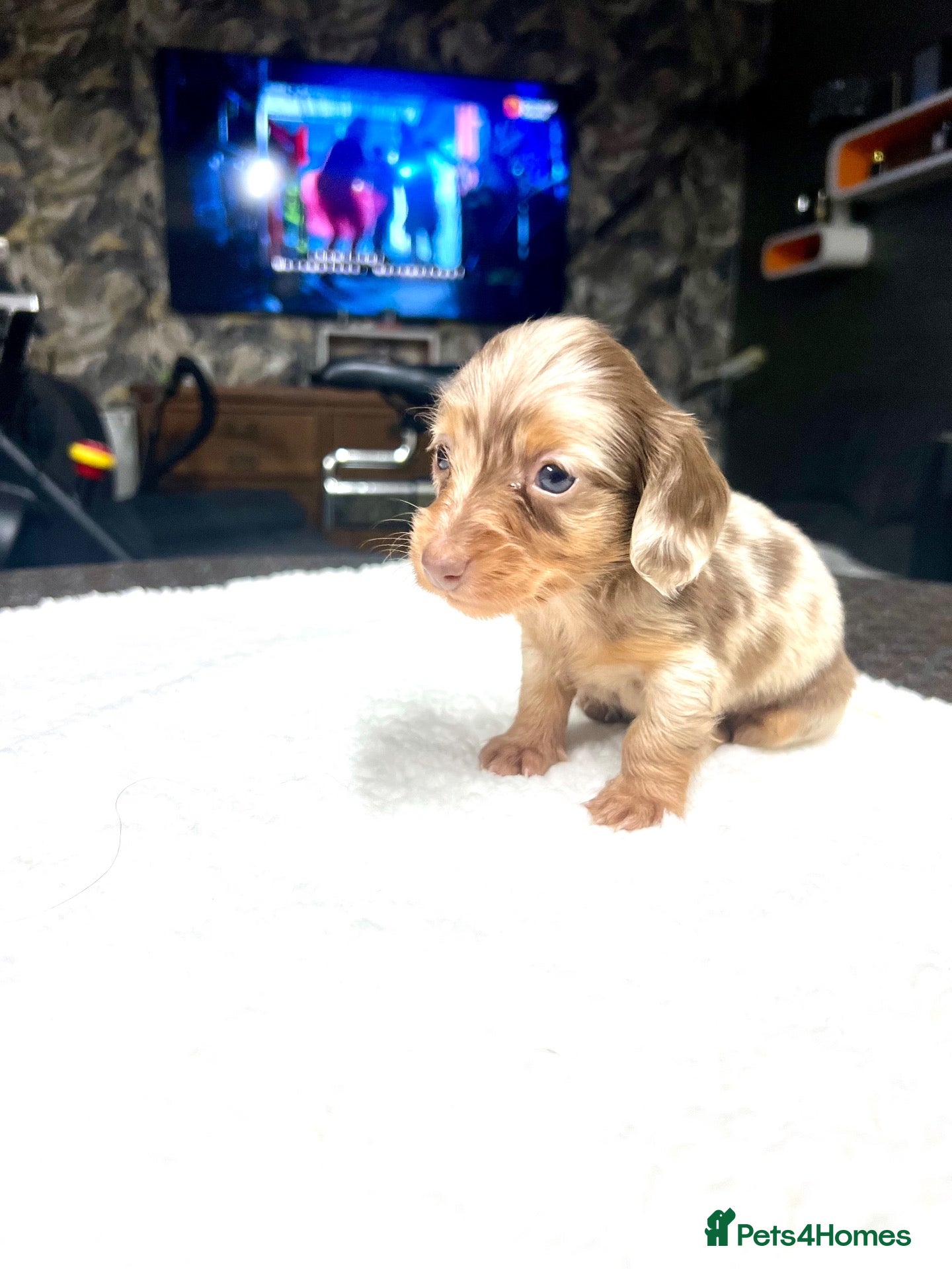 Miniature Dachshund dogs Tiny KC Long Haired Dachshunds  Chocolate & Dapple - Advert 2