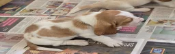 Basset Hound dogs for sale: Basset hound pups kc reg.European lines - Advert 9