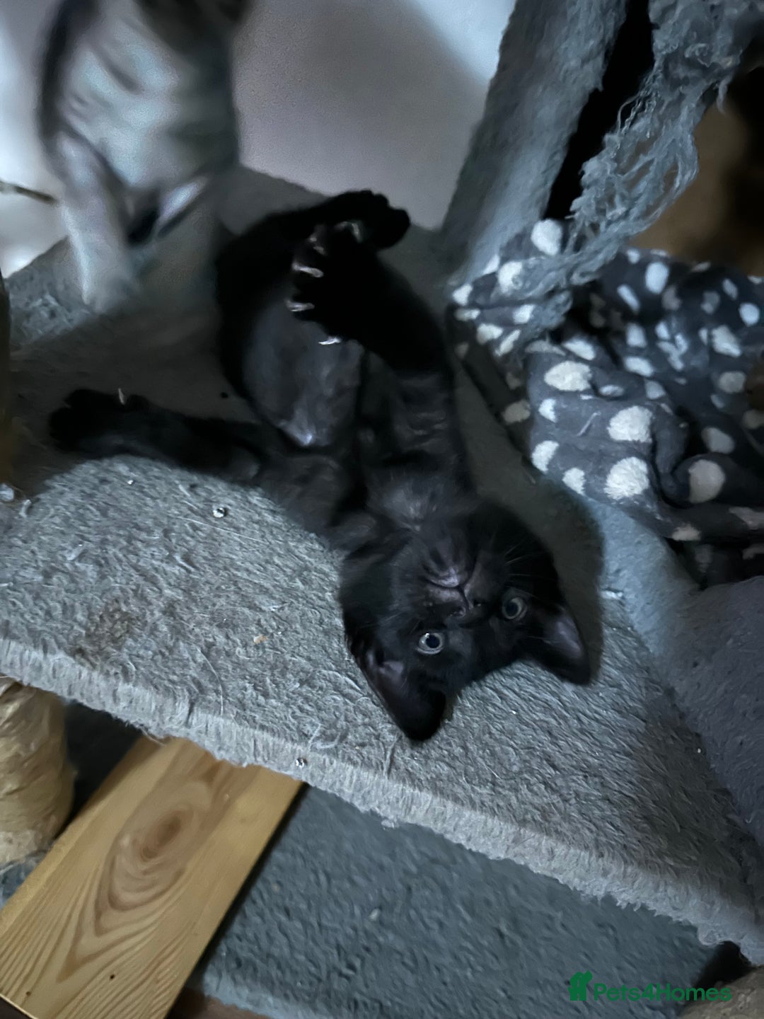 Mixed Breed cats for sale: Amazing Half Bengals !!! - Advert 29