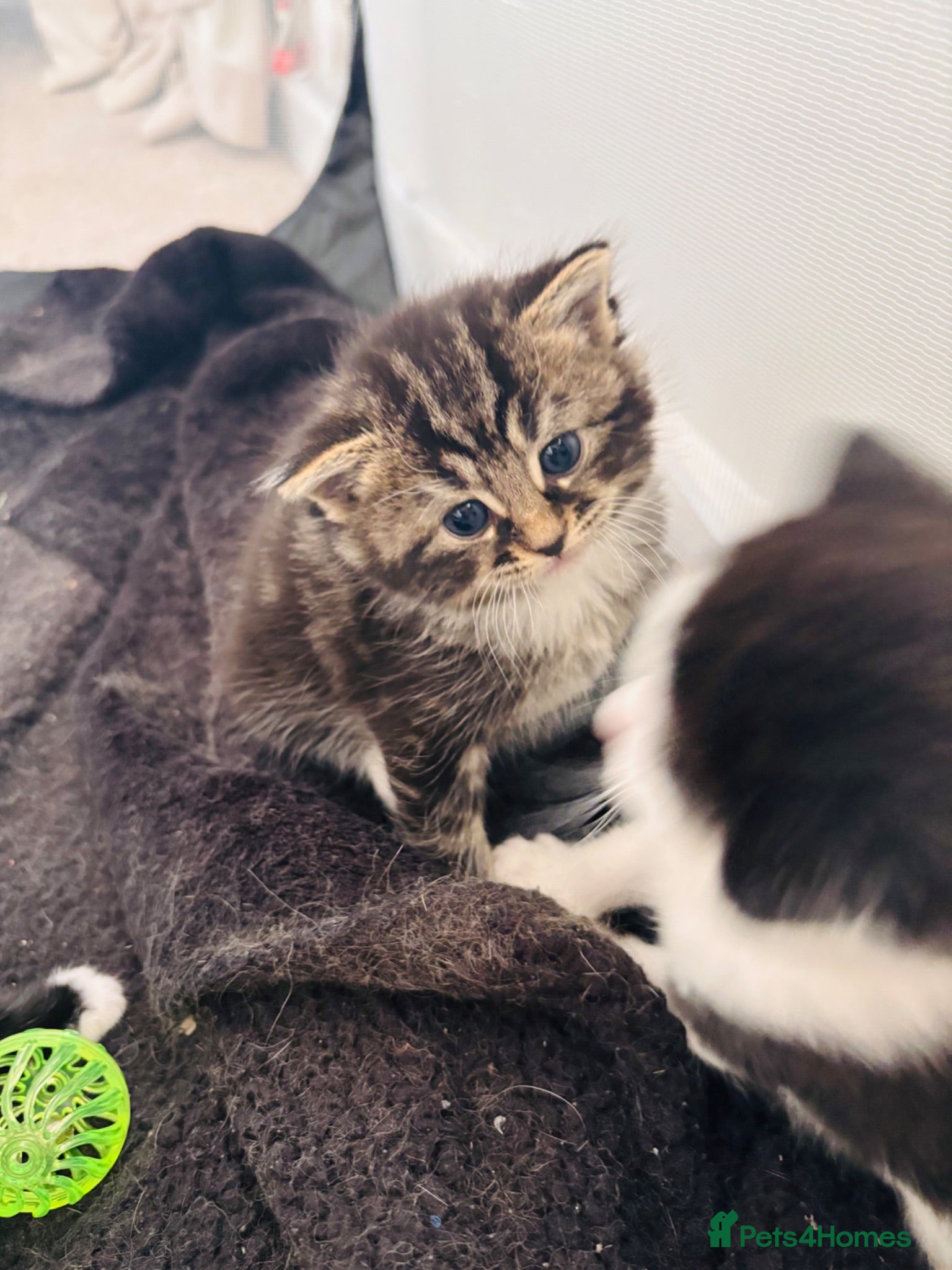 Mixed Breed cats Beautiful kittens  - Advert 2