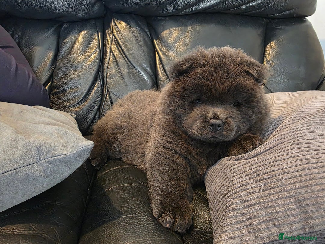 Chow Chow dogs for sale: 💫Stunning Chows Available 🥰❤️ - Image 4
