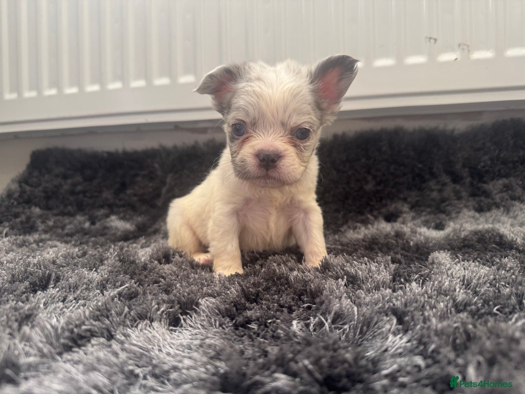 French Bulldog dogs for sale: French bulldogs - Image 27