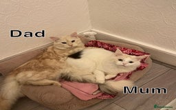 Maine Coon cats for sale: Gorgeous full breed Maine Coon kittens - Image 3