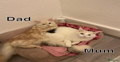 Maine Coon cats - Advert 10