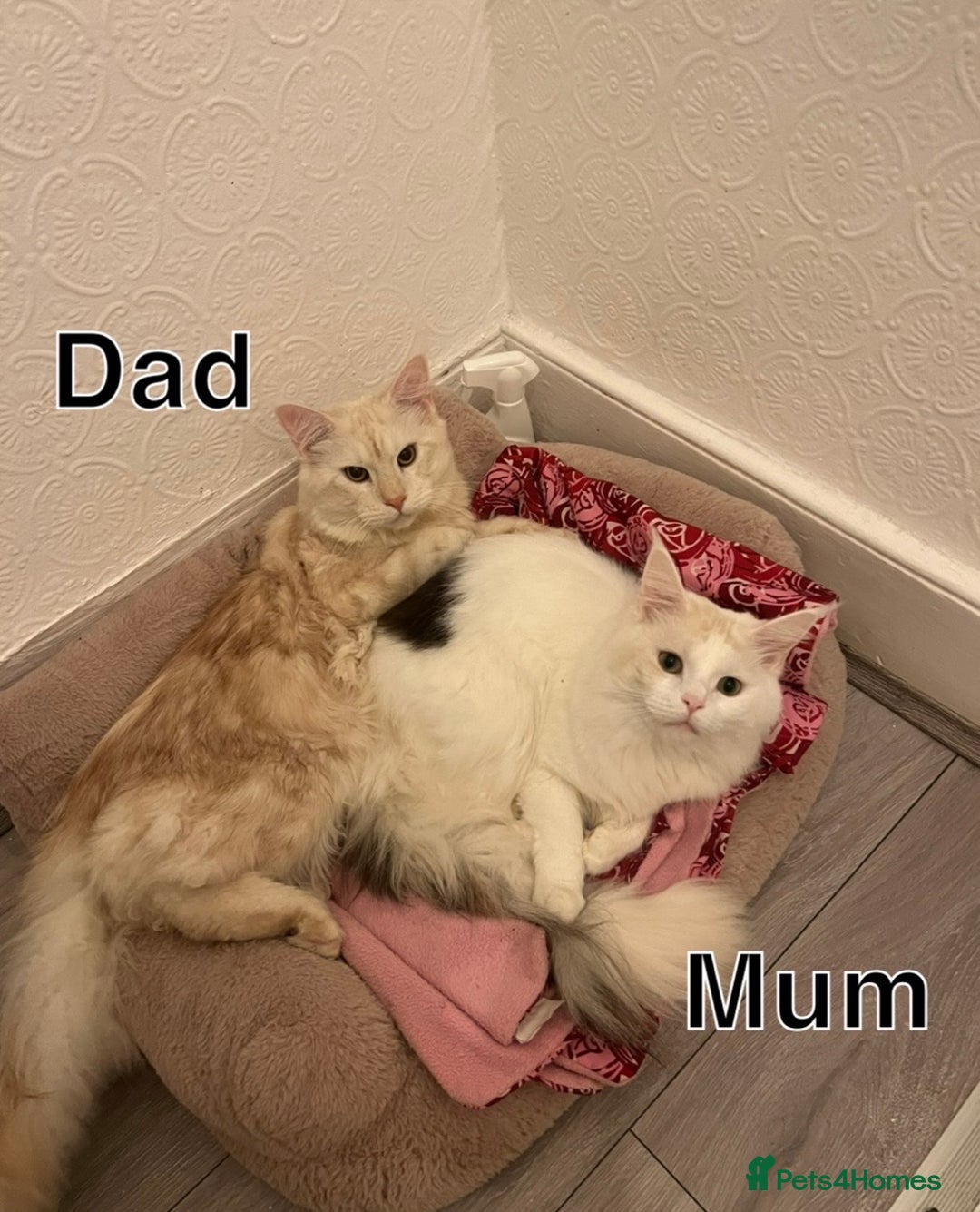 Maine Coon cats for sale: Gorgeous full breed Maine Coon kittens - Image 3