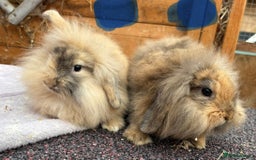 Mini Lop rabbits for sale: Male baby rabbits ready to go now  - Image 2
