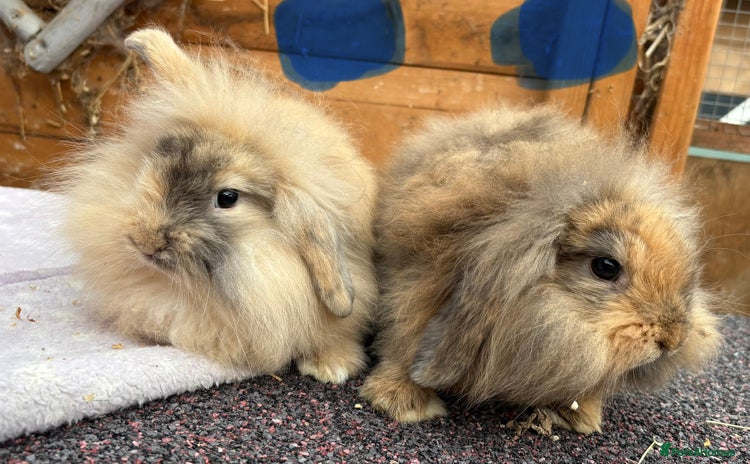 Mini Lop rabbits - Advert 11