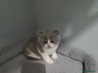 British Shorthair cats British shorthair kittens *LAST KITTEN AVAILABLE* - Advert 4