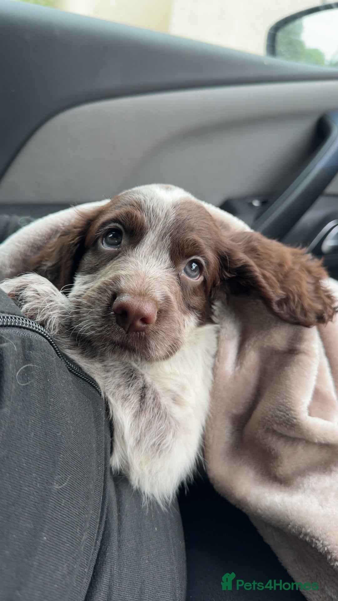 Cocker Spaniel dogs for sale: Sadly having to re-home my 5 month old puppy - Advert 8