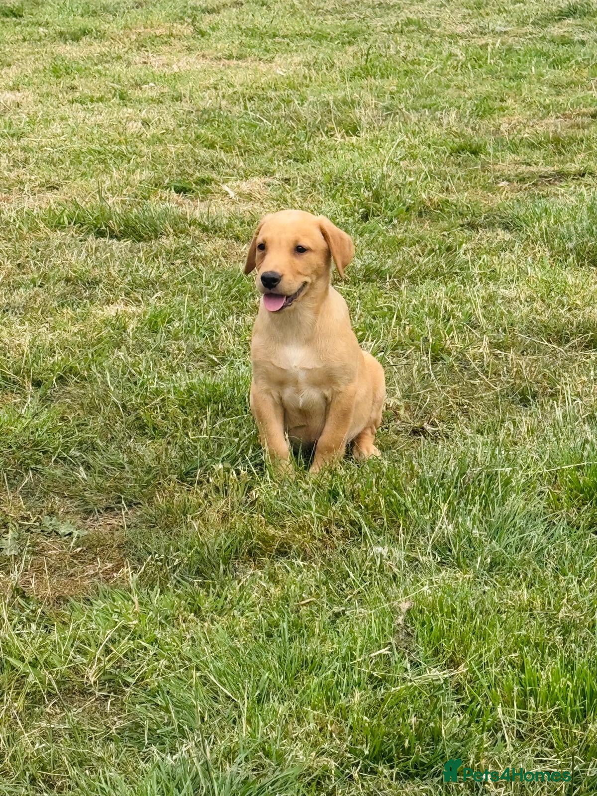 Labrador Retriever dogs Stunning fox red and yellow labradors - Advert 1