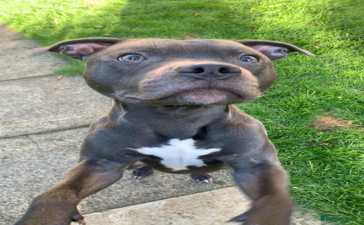 Staffordshire Bull Terrier dogs - Advert 15