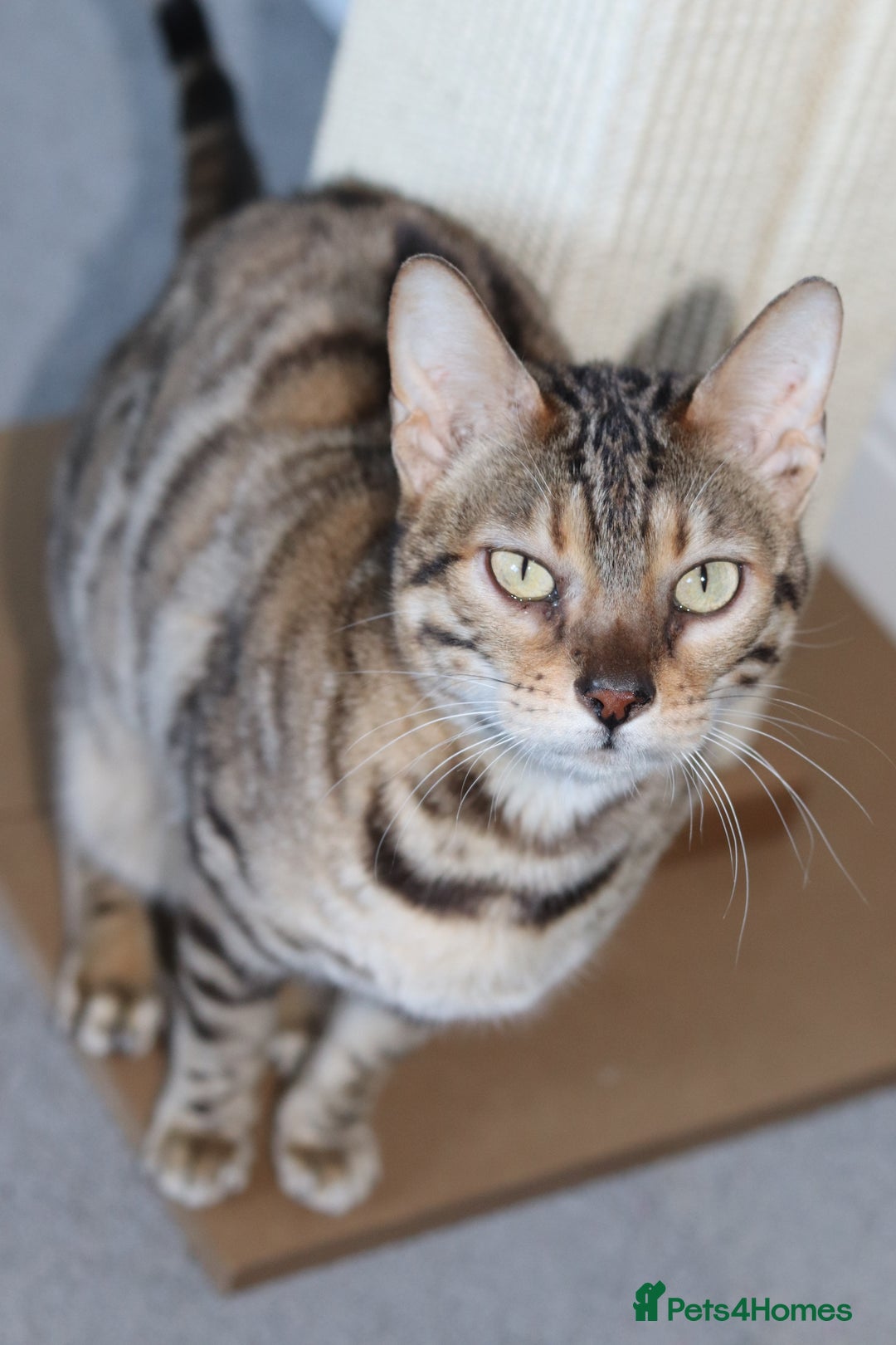 Bengal cats for sale: 🔥ELITE IMPORTED SEAL SEPIA BENGAL QUEEN ACTIVE⭐ - Advert 3