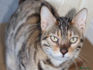 Bengal cats 🔥TICA,GCCF ACTIVE IMPORTED ELITE QUEEN🔥 - Advert 4