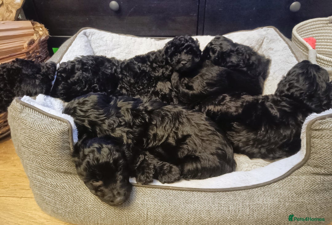 Cockapoo dogs for sale: Lovely cockapo puppies - Image 8
