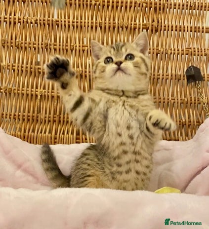 British Shorthair cats 🧸EXCEPTIONAL QUALITY PURE BREED BSH TEDDY BEARS🧸 - Advert 1