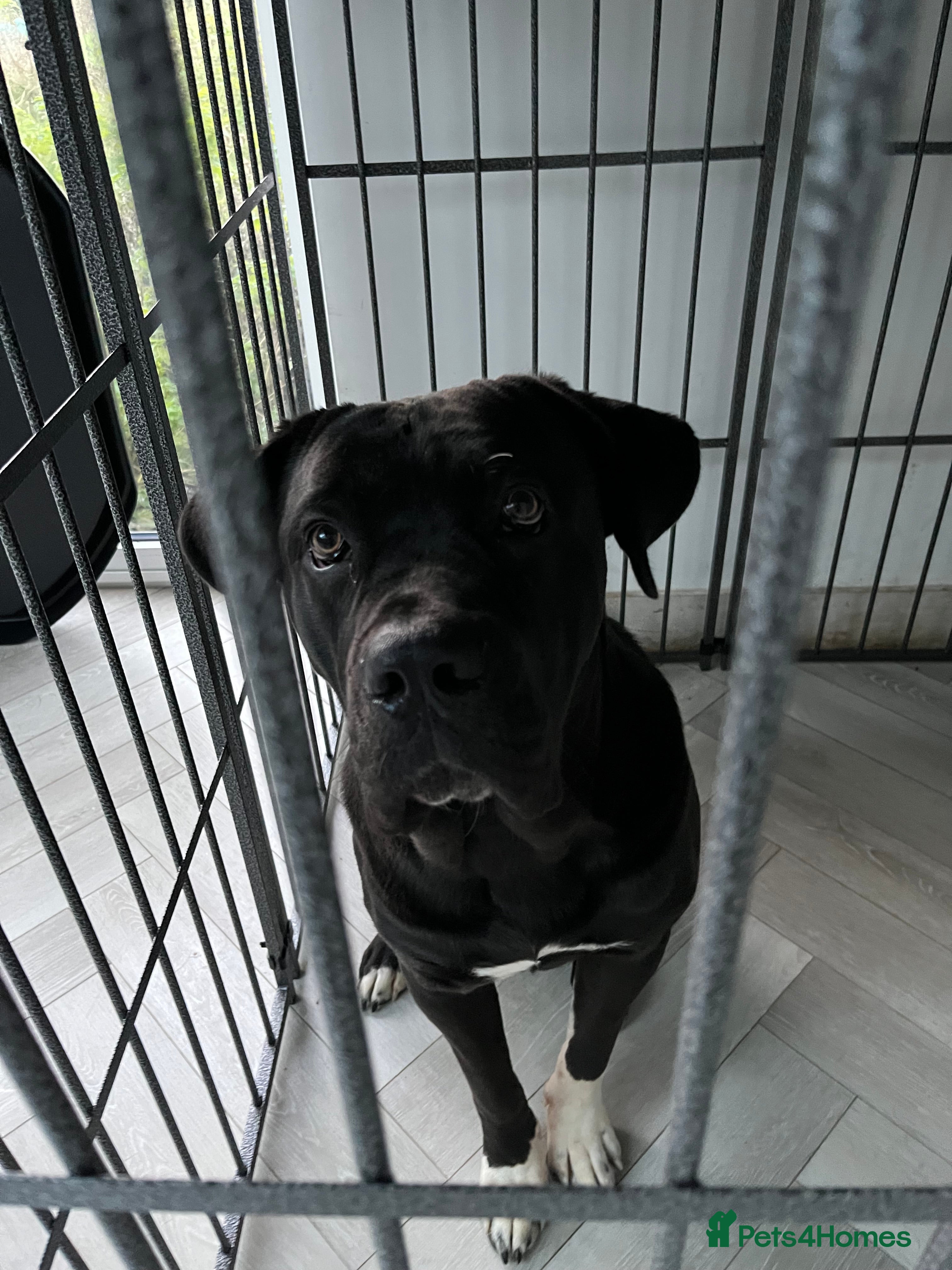Mixed Breed dogs Cane corso x Rottweiler  - Advert 1