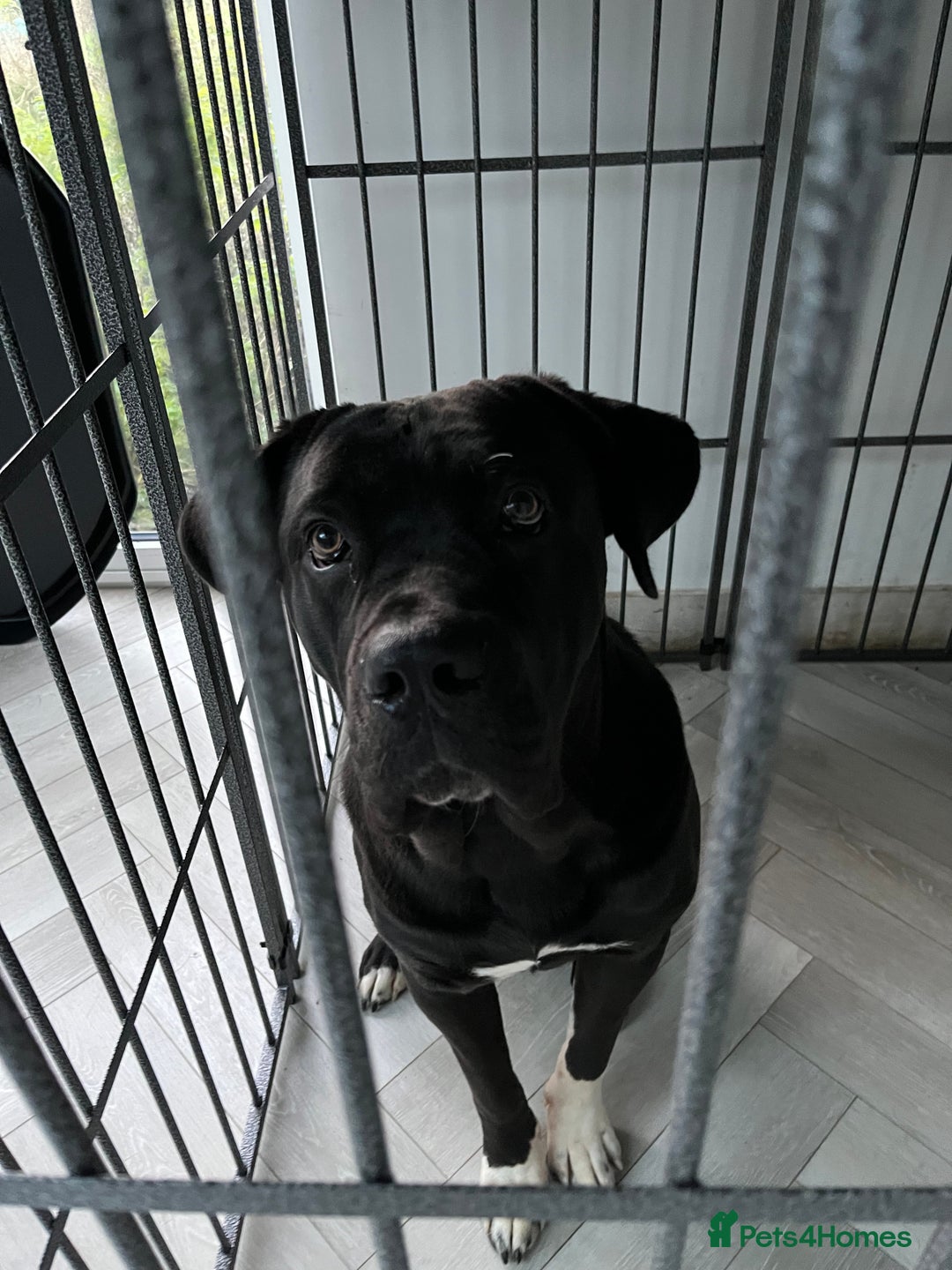 Mixed Breed dogs for sale: Cane corso x Rottweiler  - Advert 1