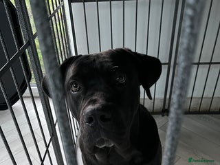 Mixed Breed dogs Cane corso x Rottweiler - Advert 1