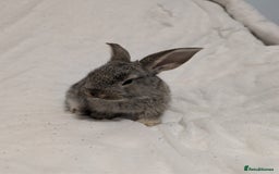 Mixed Breed rabbits for sale: New seller of rabbits - Image 19