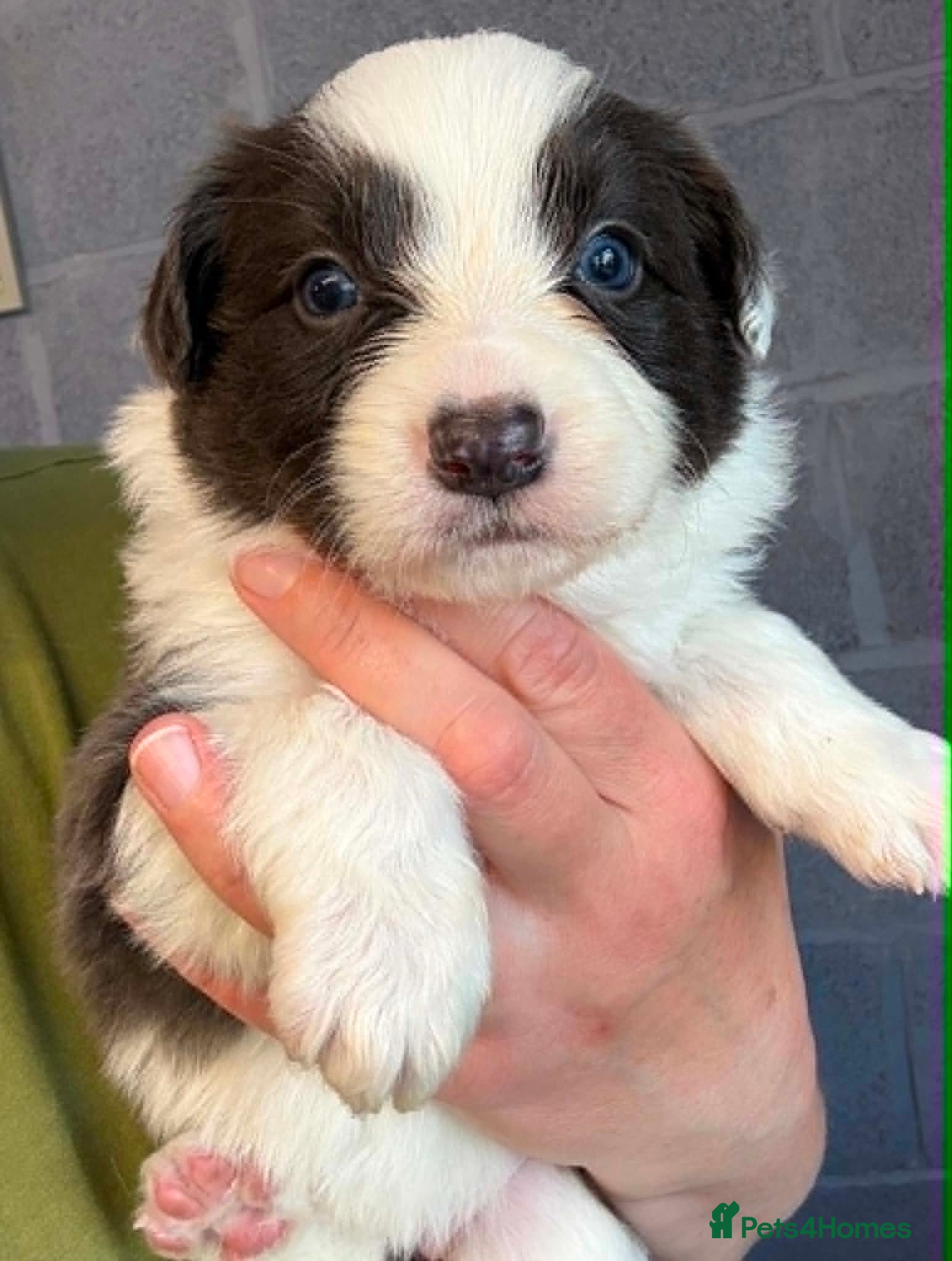 Border Collie dogs Outstanding Border Collie Puppies - Advert 2