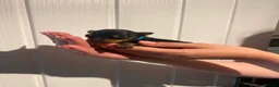 Miniature Pinscher dogs for sale: Miniature Pinschers, Chocolates - Advert 8