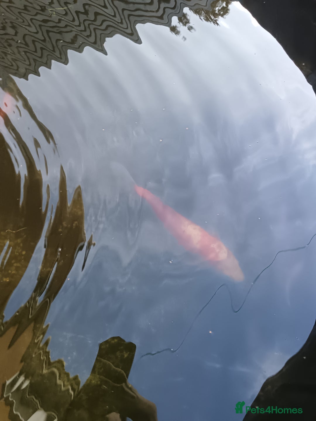 Koi Carp fish for sale: Pond closing down - Image 5