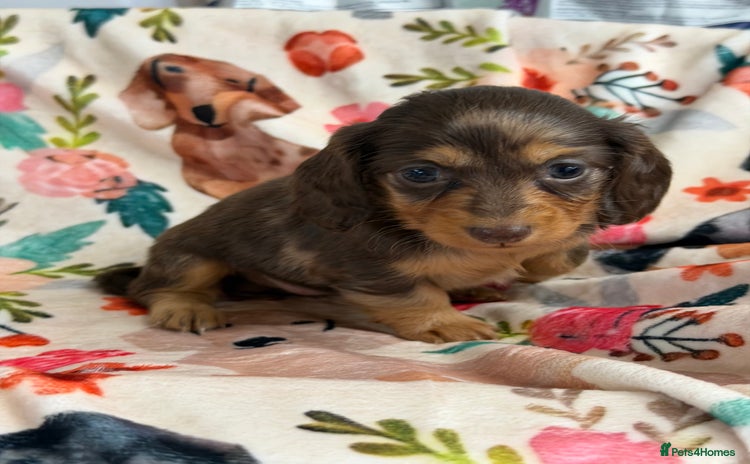 Miniature Dachshund dogs 2 left Long haired mini dachshund pups  - Advert 12