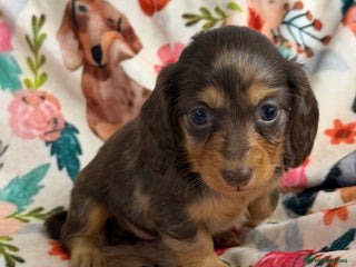 Miniature Dachshund dogs 2 left Long haired mini dachshund pups - Advert 8